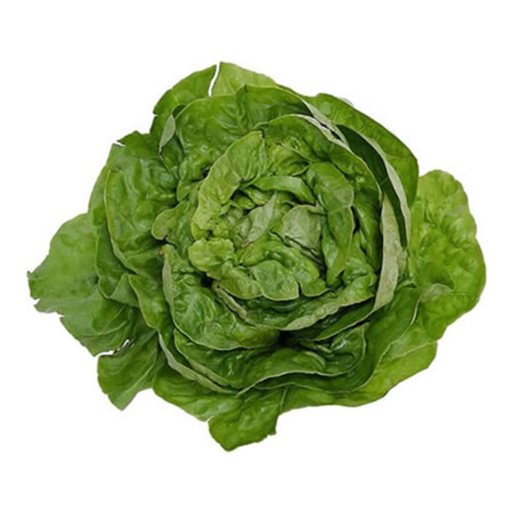 Lettuce